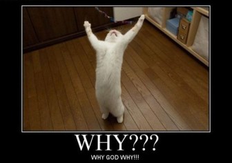 why-god-why-kitten
