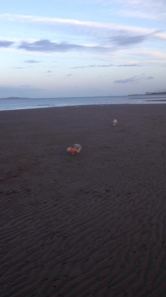 running beach dogs